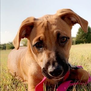 Meet your Posher, Heidi